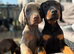 Doberman pup ready now