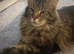 For Stud Maine coon