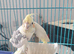 Lutino cockateil 9 month old with large cage