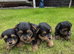 Yorkshire terrier biewer puppies for sale