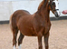 Welsh section b 2yo filly