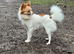 Long haired chihuahua male