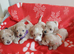 5 gorgeous maltipoo puppys