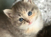 ️ last kitten remaining ️