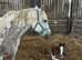 Outstanding colt foal