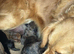 Litter born today