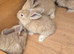 GIANT CONTINENTAL RABBITS FOR SALE