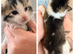 4 kittens for sale