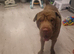 Male shar pei