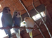 Hand tame Baby budgies