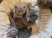 Lasr 3 Ragdoll/russian blue cross
