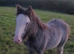 Silver - Sweet Blue Blagdon Cob Yearling Gelding