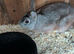 Proven mini Rex buck