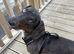 Dachshund cross spaniel