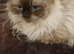 Female Ragdoll