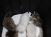 4 beautiful kittens