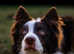Chocolate & White Border Collie STUD - PROVEN & HEALTH TESTED