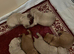 Golden retriever puppies
