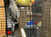 2 lovebirds for sale