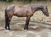 14.1 Connemara x Thoroughbred gelding 14.1 4 yrs old