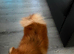 Small female Pomeranian