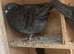 Black coloured racing racer pigeons £20 each