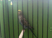 Budgie