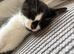 Black and white kitten