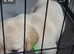 Goldador puppies