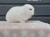 Beautiful female mini lops