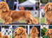 SHOW QUALITY MINIATURE LONG-HAIRED DACHSHUNDS - KC REGISTERED