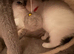Rare lilac lynx tortie female 17 months female