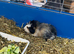 Male guniea pig available
