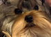 Yorkshire terrier Kc Registered
