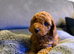 TINY DEEP RED POODLES