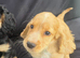 READY NOW KC Reg health tested working cocker spaniels