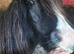 Ffion