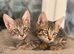 *Ready Now* Maine Coon X kittens
