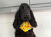 F1 Show Line Cockapoo Puppies ️READY NOW️