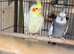 Pair of cockatiels
