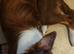 Chocolate tri color male border collie