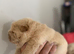 Chow chow x1 re available