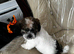 Cute & Cuddly Shorkie Puppies Available
