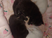 3 male maincoon kittens for sale