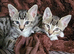3 gorgeous boys left...
