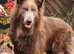 READY NOW Blue and tan german shepherd puppies