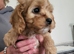 Cavapoo puppies for sale