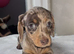 Kc registered Miniature dachshunds health clear