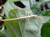 Carausius Morosus - Indian Stick Insect 10-15 Nymphs. + 2x Phasmid Water Pots + Free Ivy