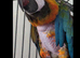 Female harlequin macaw